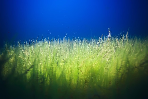 Alga underwater landscape world freshwater pond