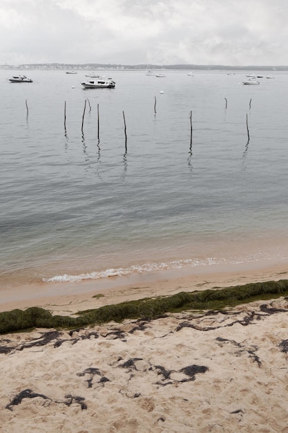 Algae boats and oyster park stake