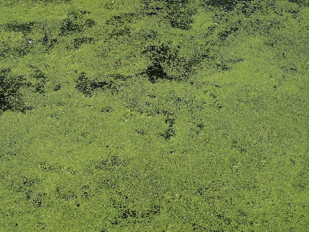 Alghe che galleggiano sull'acqua