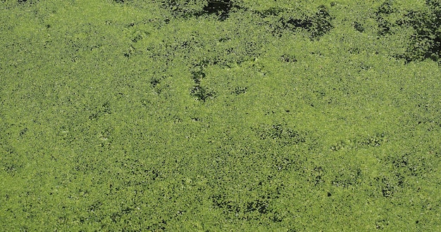 Algae floating on water