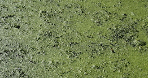 Algae floating on water