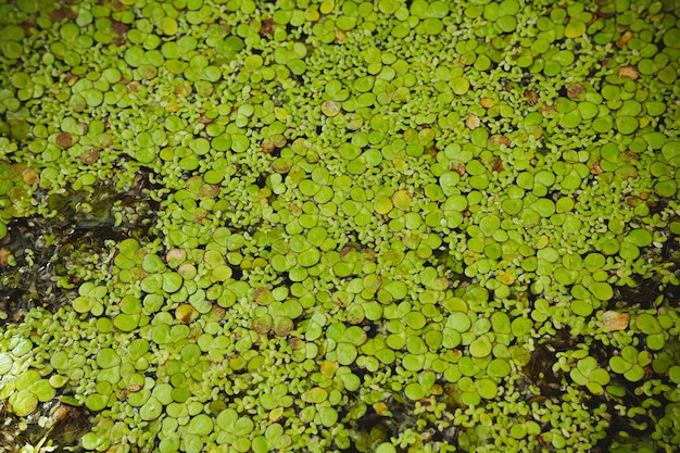 Algae flower smallest plant in the world 