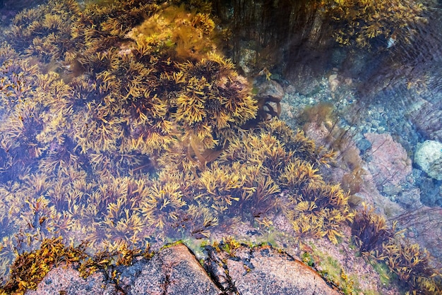 Водоросли и ламинарии под водой Северного моря с камнями, покрытыми разноцветным мхом. Териберка, Баренцево море, Мурманская область, Кольский полуостров.