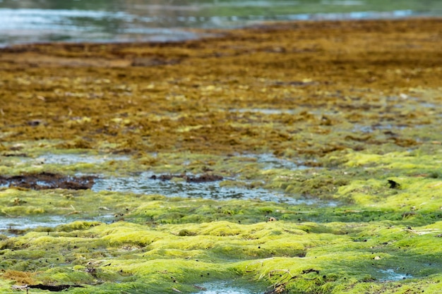 Alghe sul litorale con la bassa marea paesaggio naturale parzialmente sfocato