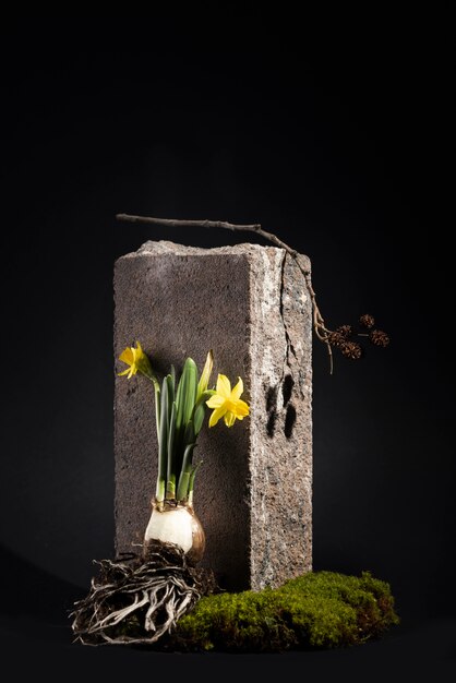 Photo algae and moss in studio still life