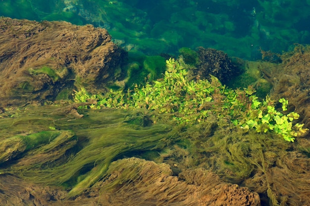 水に浮かぶ藻類やその他の植生