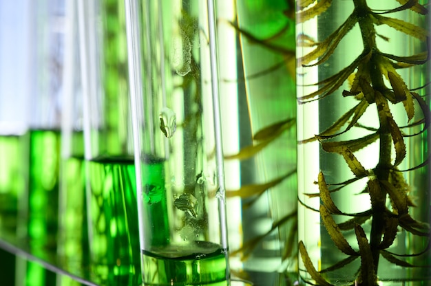 研究室での藻類研究、バイオテクノロジー科学のコンセプト