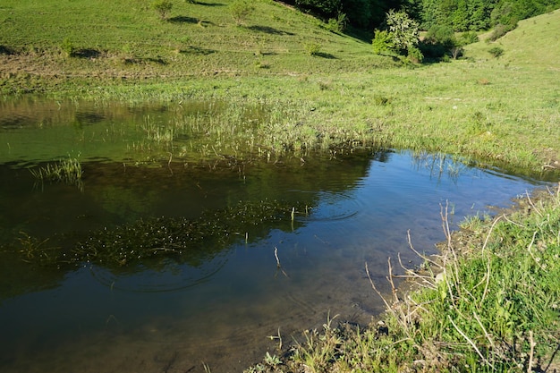 Водоросли в реке у берега Украина