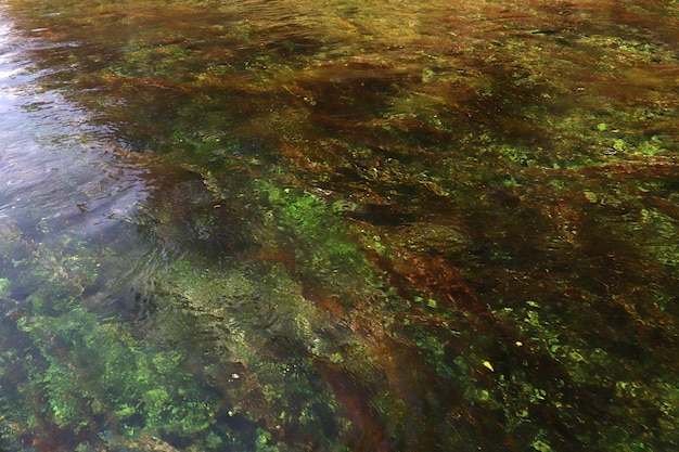 Водоросли под водой Фоновая текстура