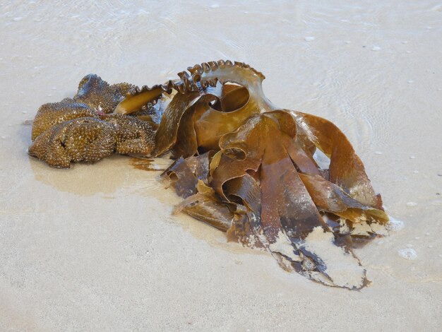 Photo algae seems like octopus