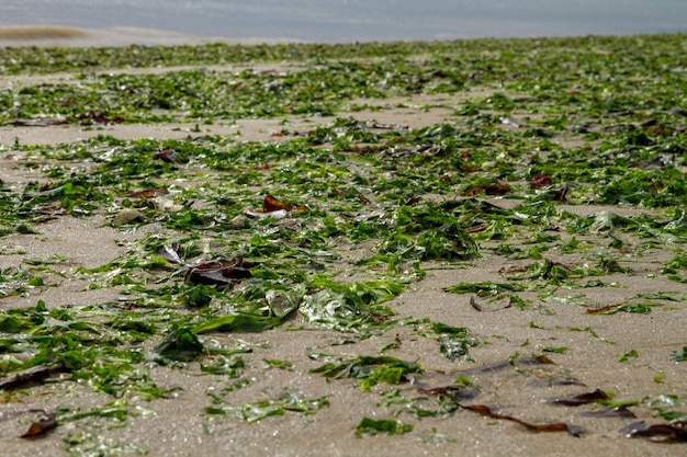 Algae thrown on the sand from the sea