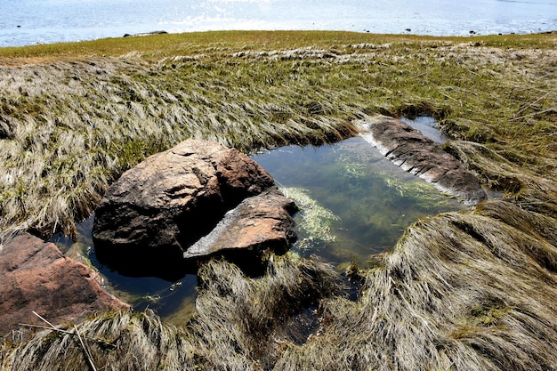 Photo algae in a tide pool on the coastline