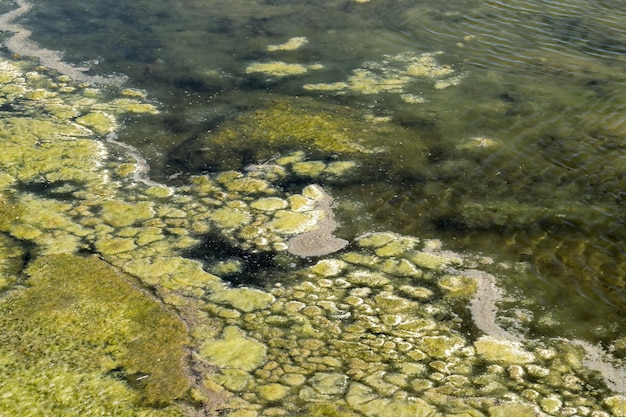 Algae on water