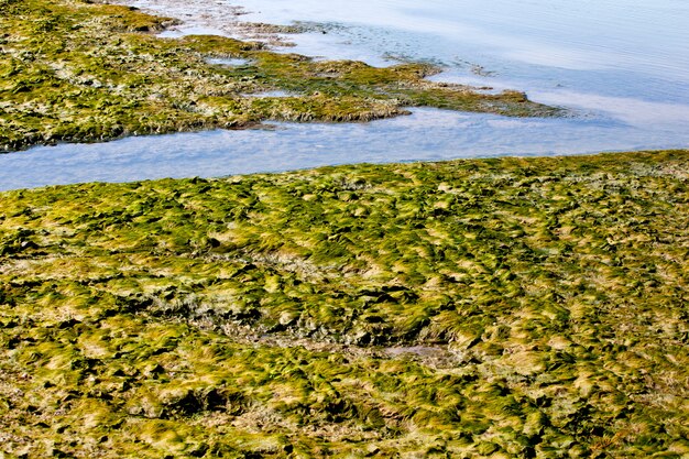 морские водоросли