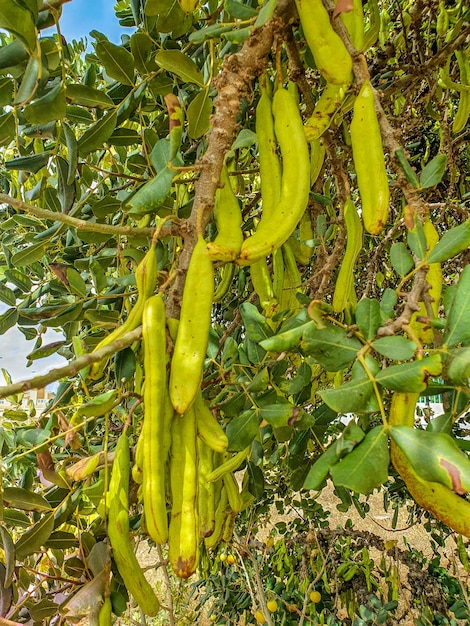 Algarrobo o garrofero y su fruto, la algarroba o garrofa