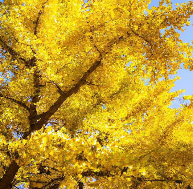 Foto algemeen beeld van gele bladeren van ginkgoboom op zonnige dag