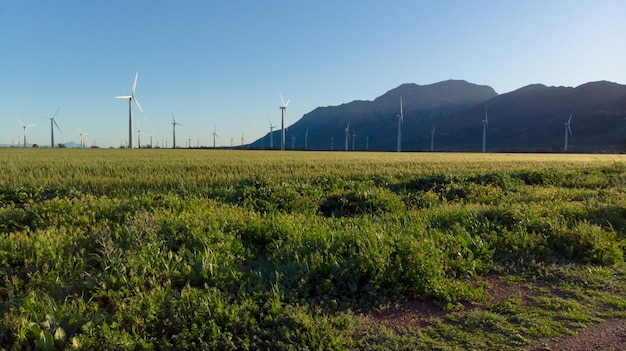 Algemeen beeld van windturbines in plattelandslandschap met wolkenloze hemel. milieu, duurzaamheid, ecologie, hernieuwbare energie, opwarming van de aarde en bewustzijn van klimaatverandering.