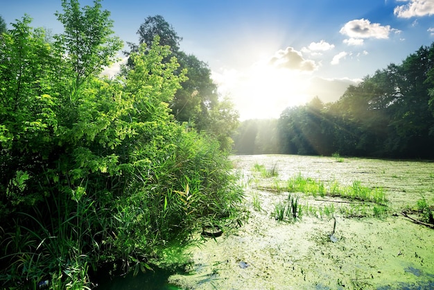 Algen in rivier op zonnige dag in de zomer