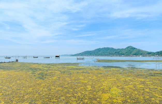 Algenbloei in een tropische oceaan, Thailand