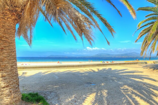 Alghero kust met palmen in hdr