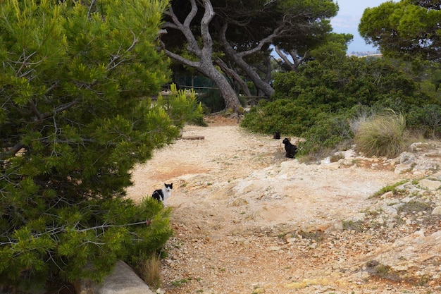 멋진 해변을 따라 산책하는 알리칸테 해안 Javea Altea