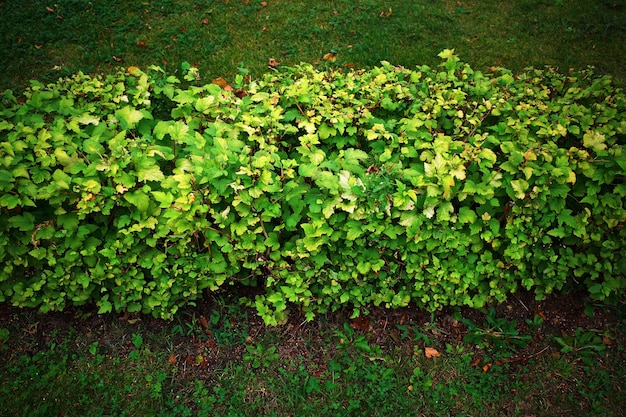 整列した緑の茂みの庭の背景