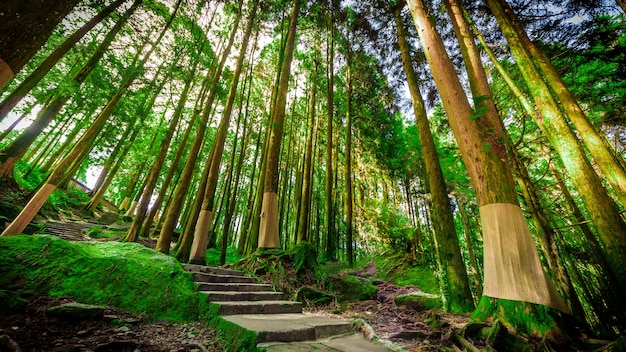 AliShan, dennenbos, millennium, Taiwan