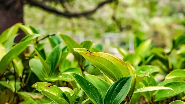 Alive green leaves struggled on the land