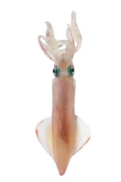 Alive squid seafood isolated