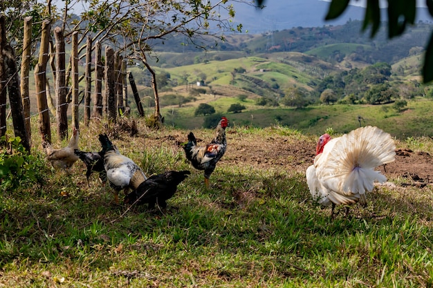 オンドリと鶏と一緒に農場の芝生の上を歩く生きている七面鳥