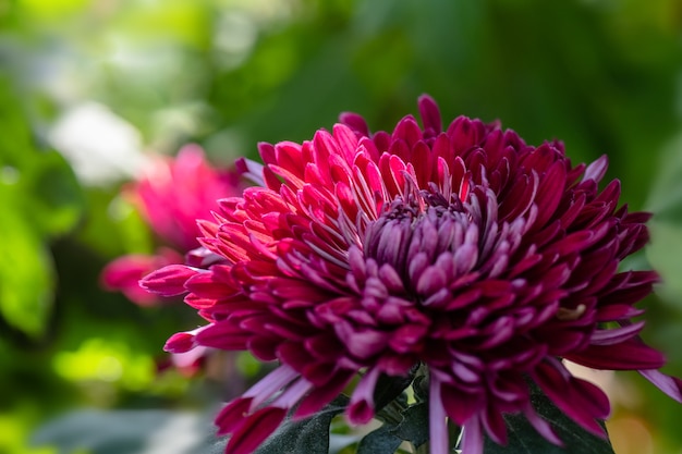 All kinds of chrysanthemums are in the park;