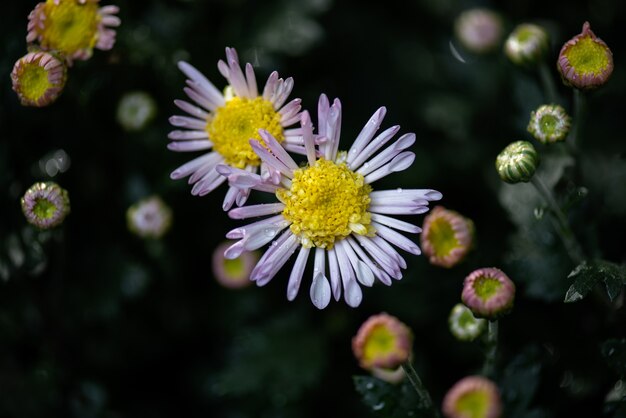 All kinds of chrysanthemums are in the park;