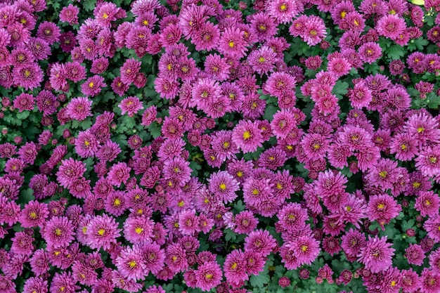 Все виды маленьких хризантем образуют очень индивидуальную цветочную стену.