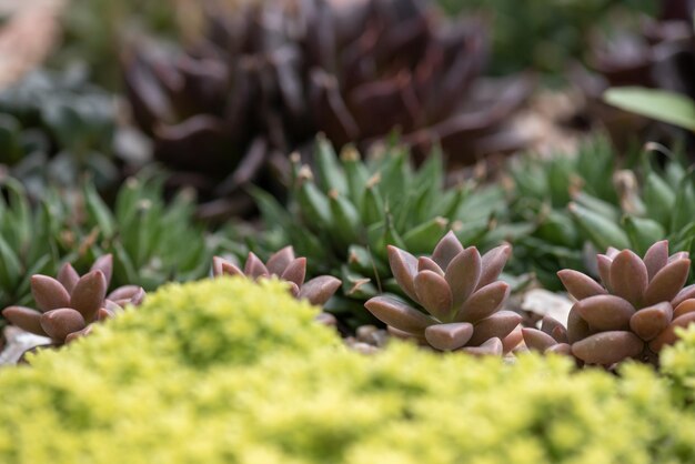 Foto tutti i tipi di piccole e belle piante succulente