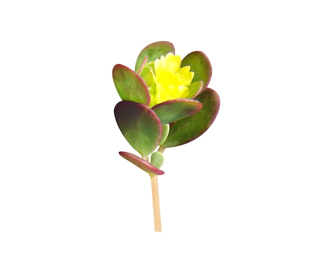 Photo all parts of portulaca oleracea or purslane are edible raw or cooked and used in folk medicine