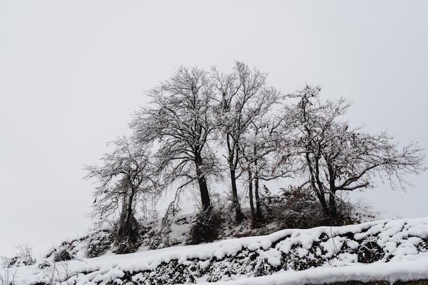 Фото Полностью белый пейзаж, покрытый снегом и туманом в северной италии.
