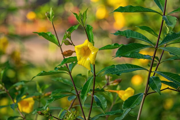 Allamanda bloeiende plant