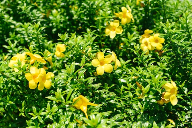 Allamanda-bloem groeit in Vietnam close-up