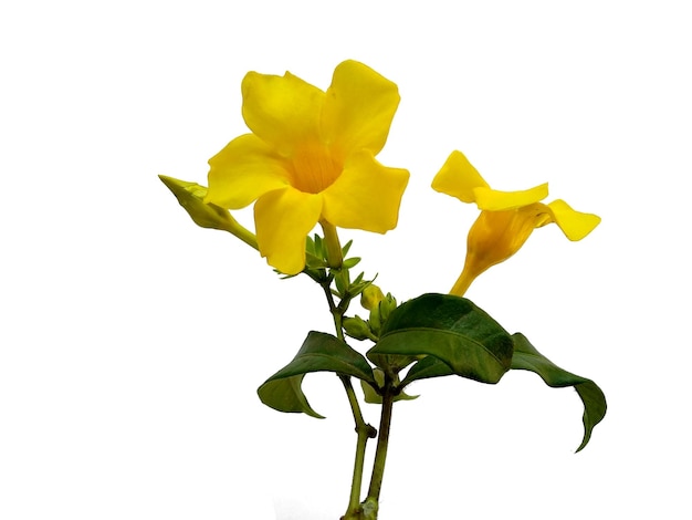 Allamanda cathartica bloem geïsoleerd op witte achtergrond