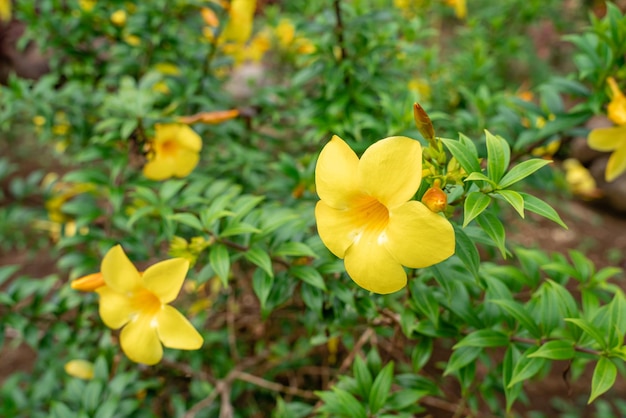 Allamanda cathartica는 일반적으로 황금 트럼펫 일반 트럼펫바인 및 노란색 알라만다라고 합니다.