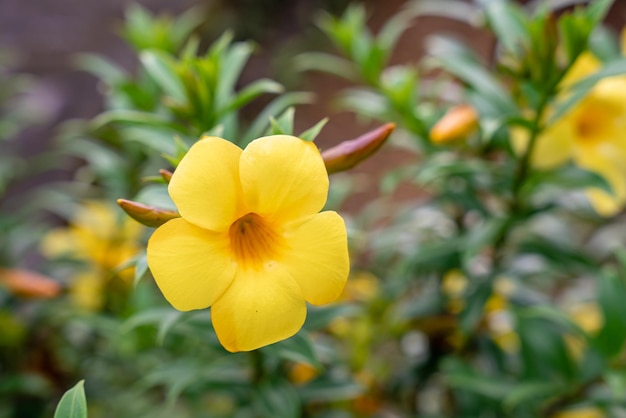 Allamanda cathartica는 일반적으로 황금 트럼펫 일반 트럼펫바인 및 노란색 알라만다라고 합니다.