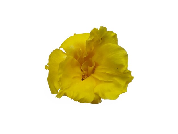 Allamanda cathartica flower isolated on white background