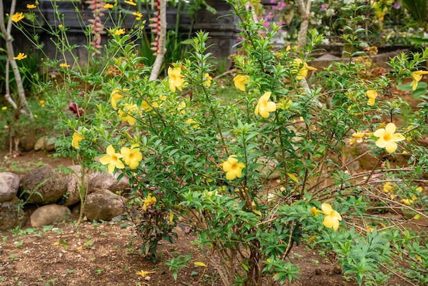 Allamanda cathartica, gewoonlijk gouden trompet genoemd, gewone trompetwijnstok en gele allamanda