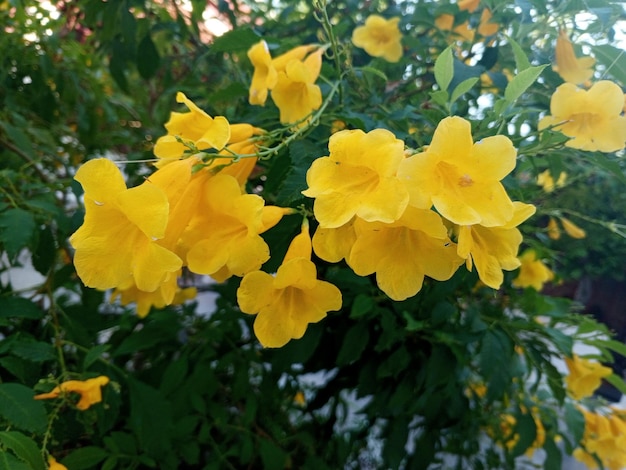 Photo allamanda cathartica yellow flower blackground
