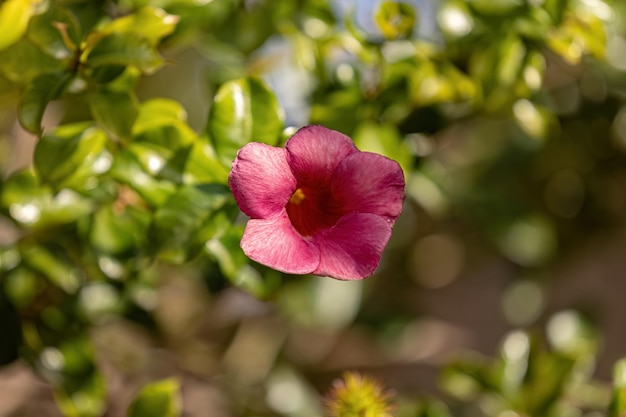 アラマンダ アラマンダ属の顕花植物