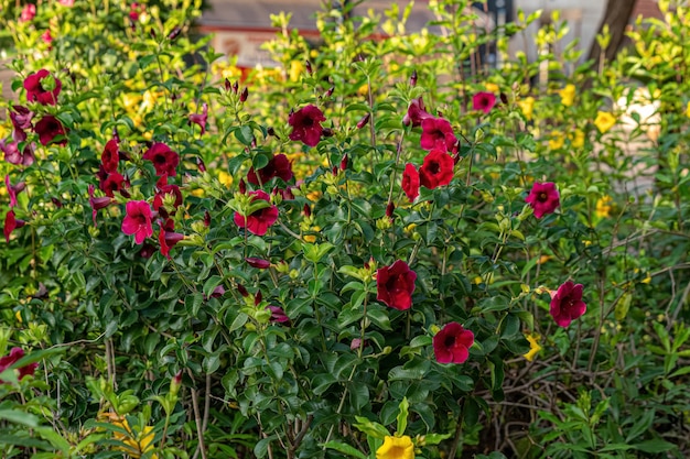 Allamanda Flowering Plant