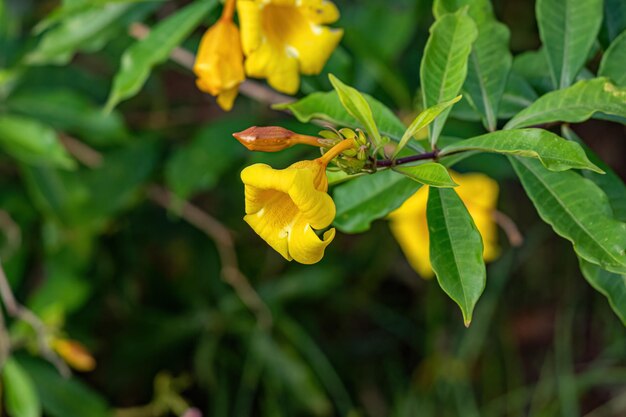 Allamanda flowering plant