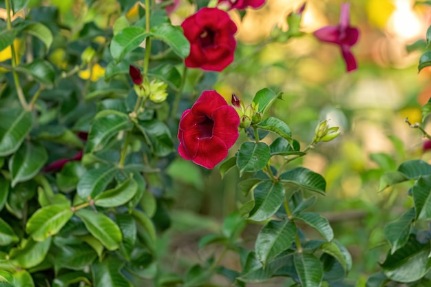 アラマンダ顕花植物