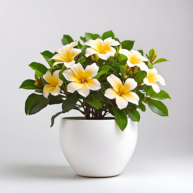 Allamanda plant in white pot