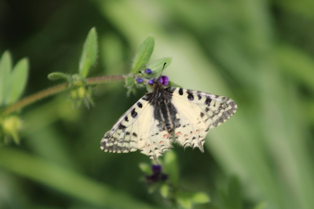 Allancastria is a genus of Palaearctic swallowtail butterflies in the subfamily Parnassiinae